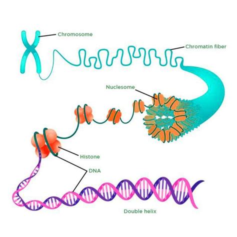 naked dna is called chromatin|8.4: Genes and Chromatin in Eukaryotes